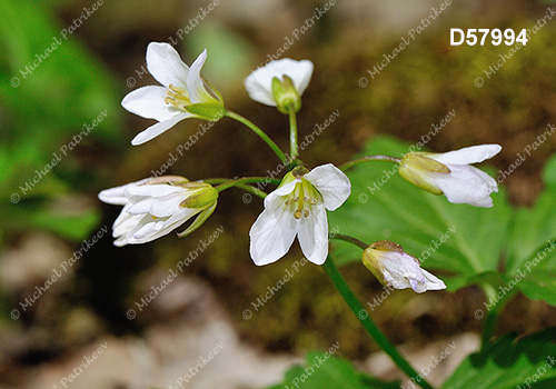 Twoleaf Toothwort (Cardamine diphylla)
